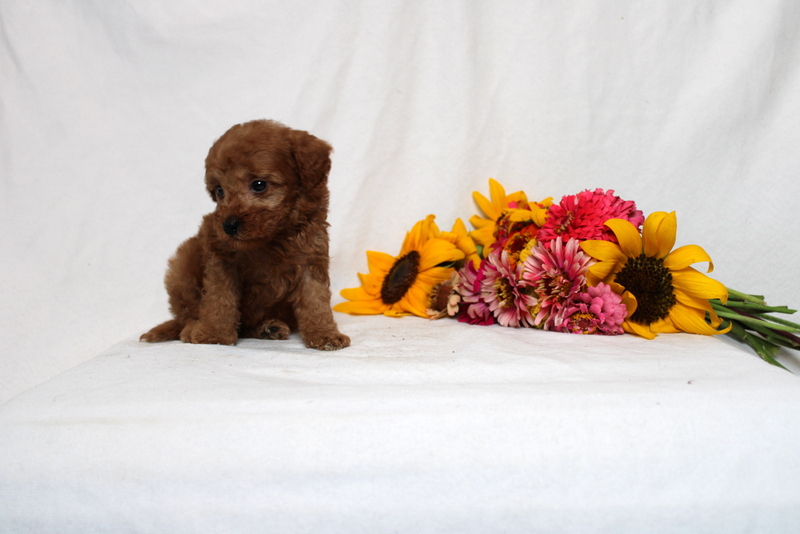 puppy, for, sale, Mini Goldendoodle F1BB, Matthew B. Stoltzfus, dog, breeder, Gap, PA, dog-breeder, puppy-for-sale, forsale, nearby, find, puppyfind, locator, puppylocator, aca